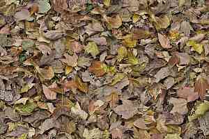Ковролин ForboFlotex Vision Image 000509 Autumn Leaves Green фото  | FLOORDEALER